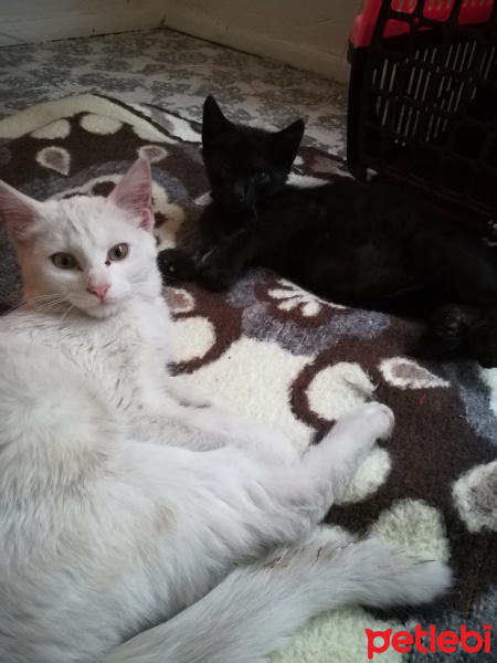 Van Kedisi, Kedi  beyaz ve siyah fotoğrafı
