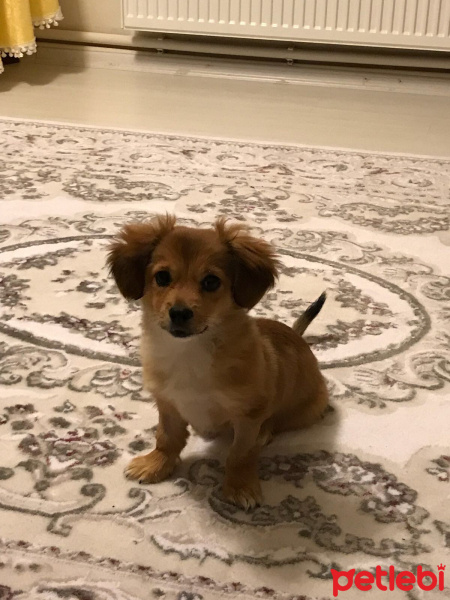 Chihuahua, Köpek  Tina fotoğrafı