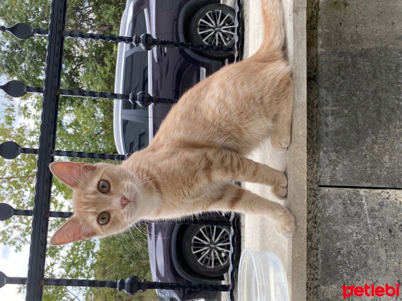 Tekir Kedi, Kedi  Afacan fotoğrafı