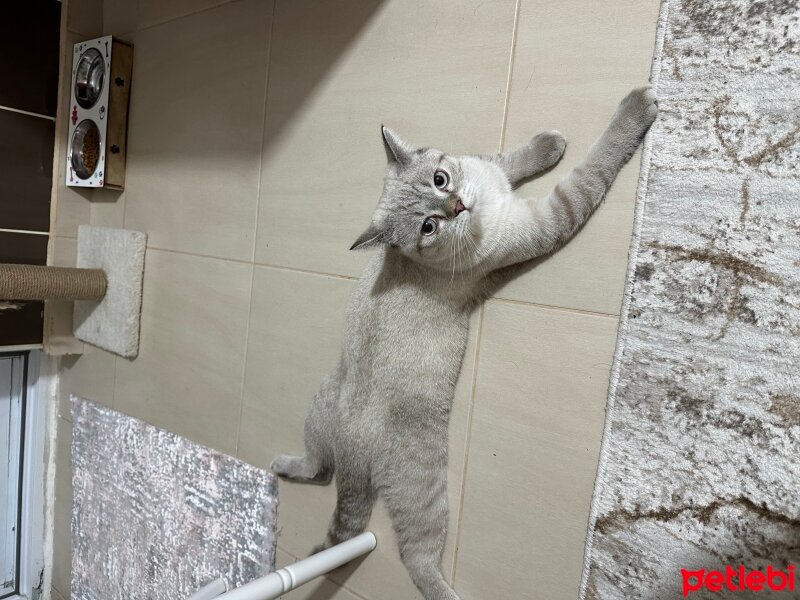 British Shorthair, Kedi  Leo fotoğrafı