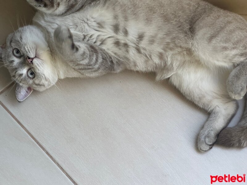 British Shorthair, Kedi  Leo fotoğrafı