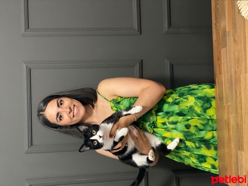 Tekir Kedi, Kedi  Şoşik fotoğrafı