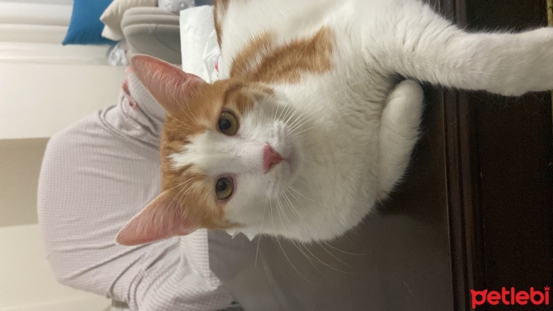 Tekir Kedi, Kedi  Bulut fotoğrafı