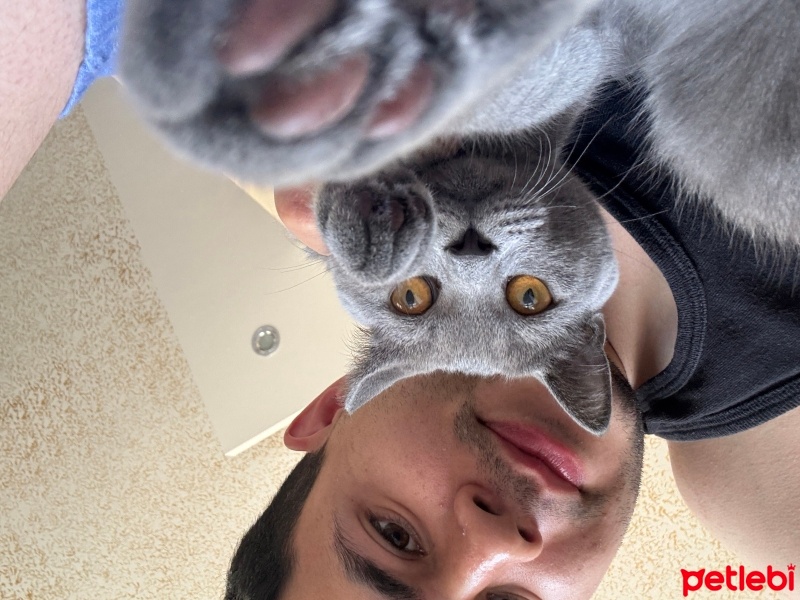 British Shorthair, Kedi  Mırmır fotoğrafı