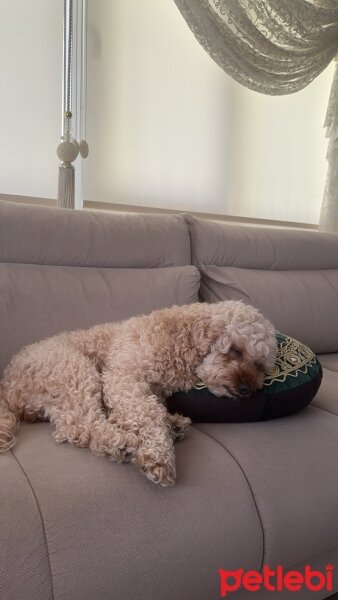 Poodle(Standart Kaniş), Köpek  Daffy fotoğrafı