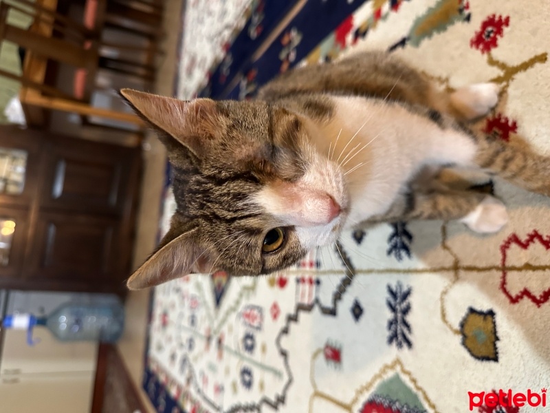 Tekir Kedi, Kedi  Andız fotoğrafı