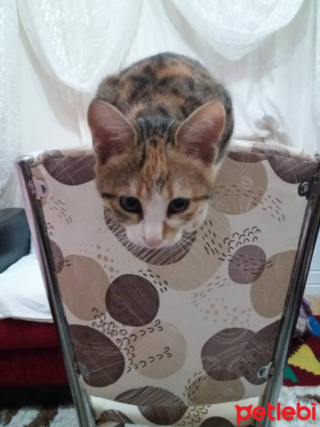 Tekir Kedi, Kedi  zeyna fotoğrafı