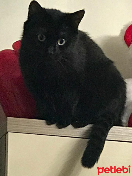 Tekir Kedi, Kedi  zeyna fotoğrafı