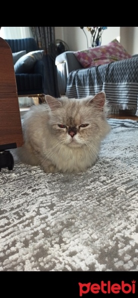 İran Kedisi (Persian), Kedi  Mia fotoğrafı