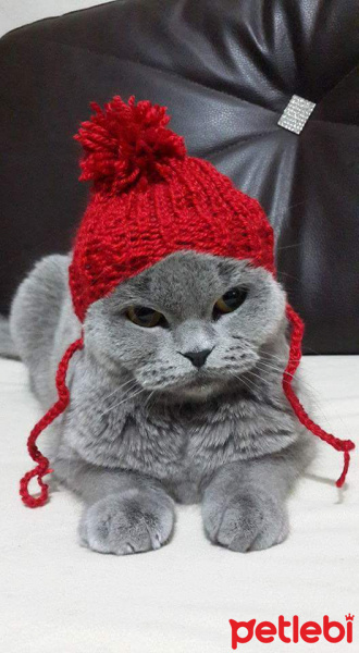 Scottish Fold, Kedi  Duman fotoğrafı