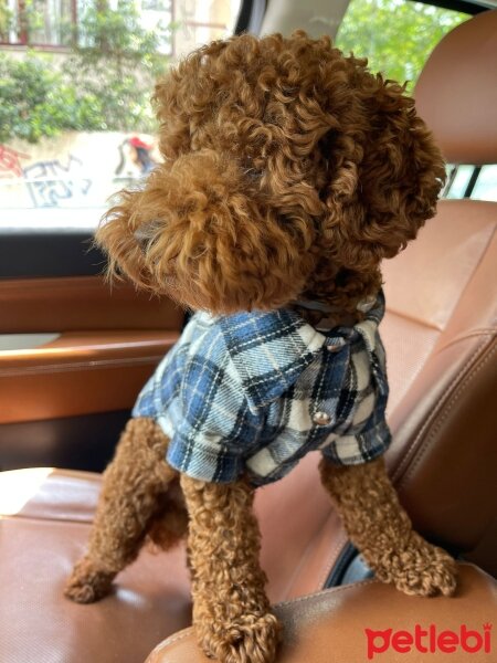 Poodle(Standart Kaniş), Köpek  BADİ fotoğrafı