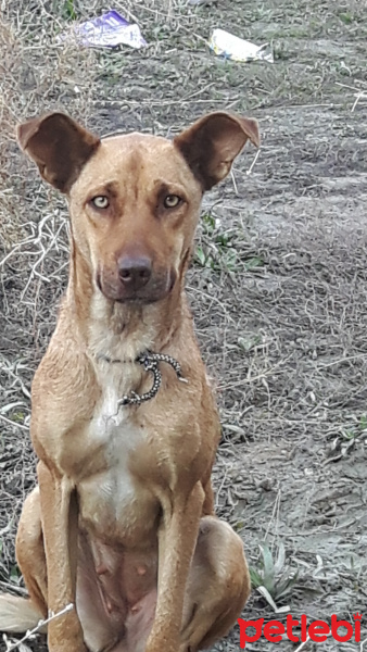 Sokö (Sokak Köpeği), Köpek  Balkiz fotoğrafı