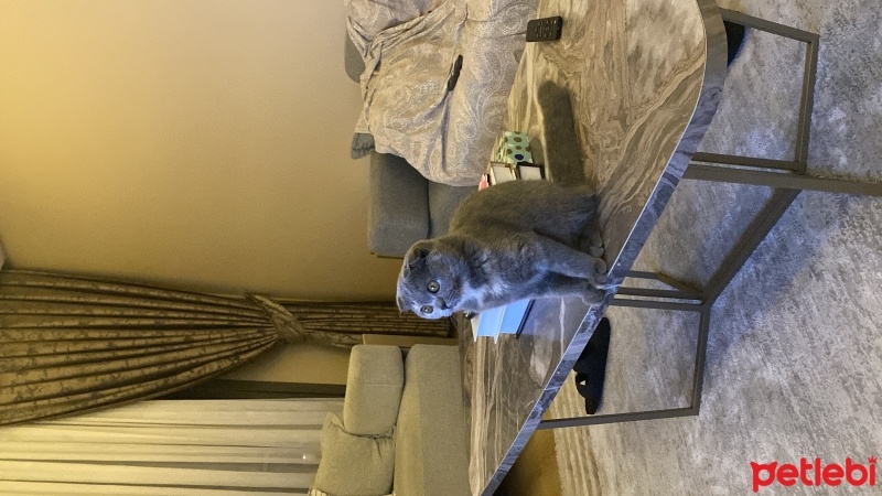 Scottish Fold, Kedi  Kontes fotoğrafı