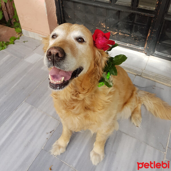 Golden Retriever, Köpek  Daisy fotoğrafı