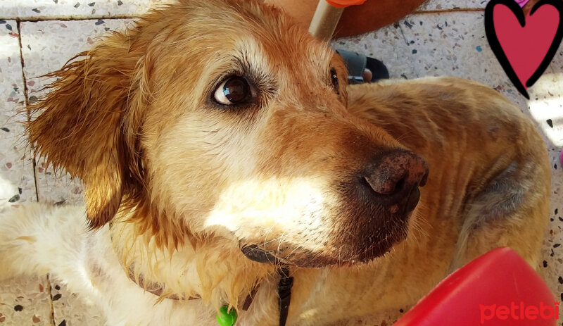 Golden Retriever, Köpek  Daisy fotoğrafı