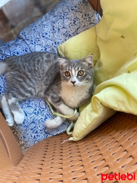 Scottish Fold, Kedi  Minnoş fotoğrafı