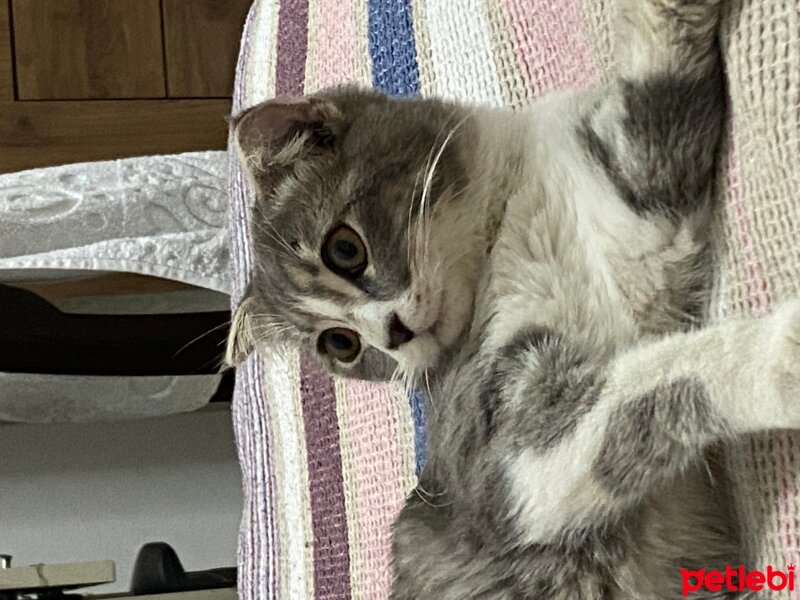 Scottish Fold, Kedi  Minnoş fotoğrafı