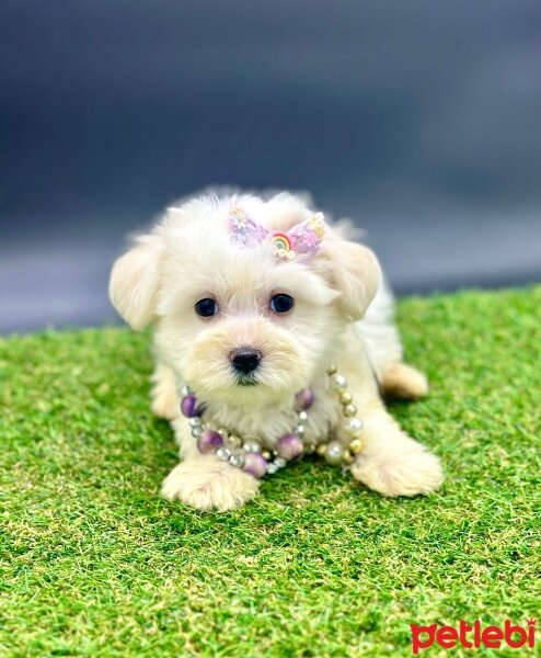 Maltese, Köpek  Luna fotoğrafı