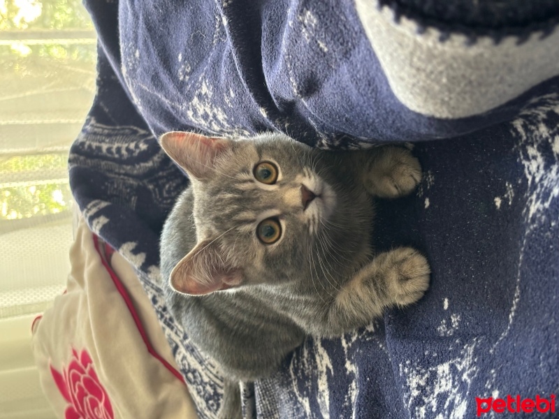 British Shorthair, Kedi  Luna fotoğrafı