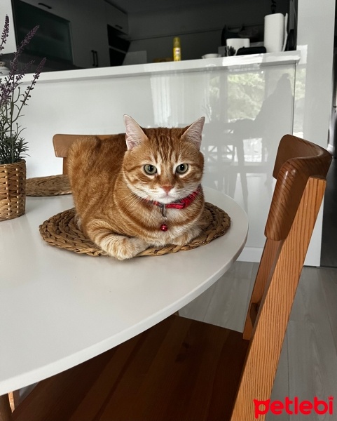 Sarman, Kedi  Bihter fotoğrafı