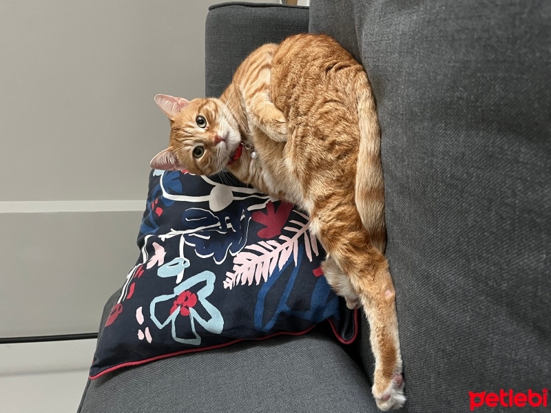 Sarman, Kedi  Bihter fotoğrafı