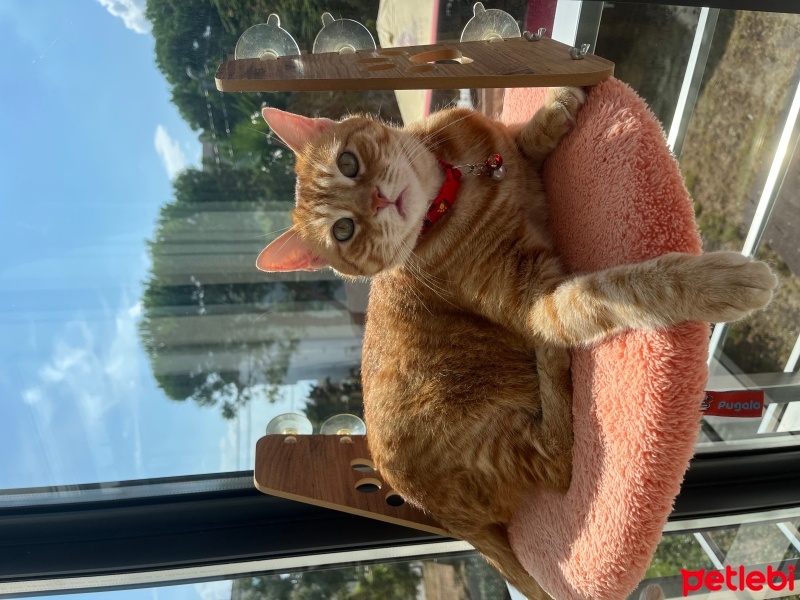 Sarman, Kedi  Bihter fotoğrafı