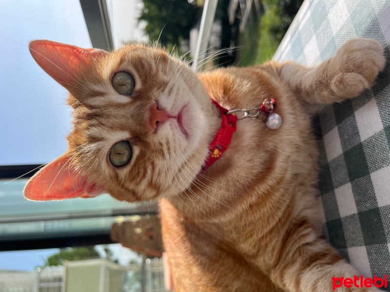 Sarman, Kedi  Bihter fotoğrafı