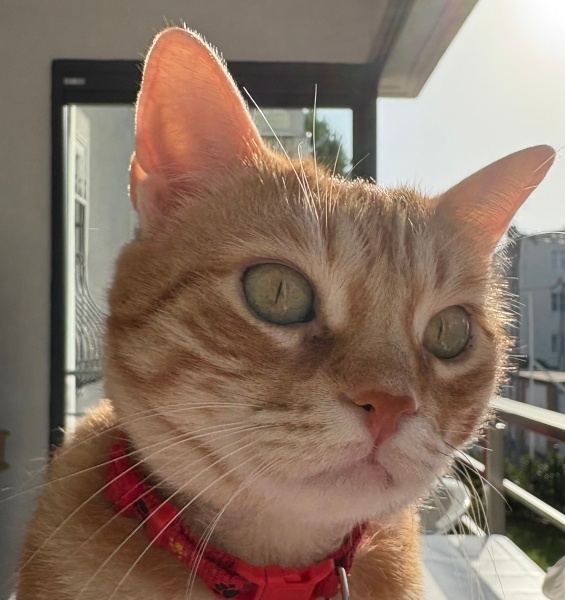 Sarman, Kedi  Bihter fotoğrafı
