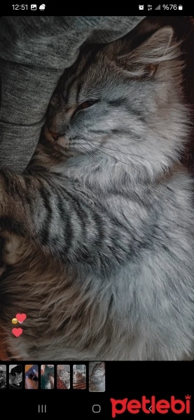 American Curl, Kedi  Lukas fotoğrafı