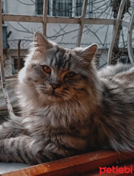 American Curl, Kedi  Lukas fotoğrafı