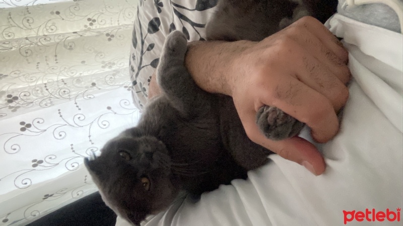 Scottish Fold, Kedi  Duman fotoğrafı