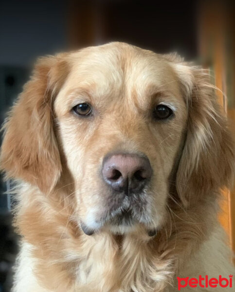 Golden Retriever, Köpek  Oscar fotoğrafı