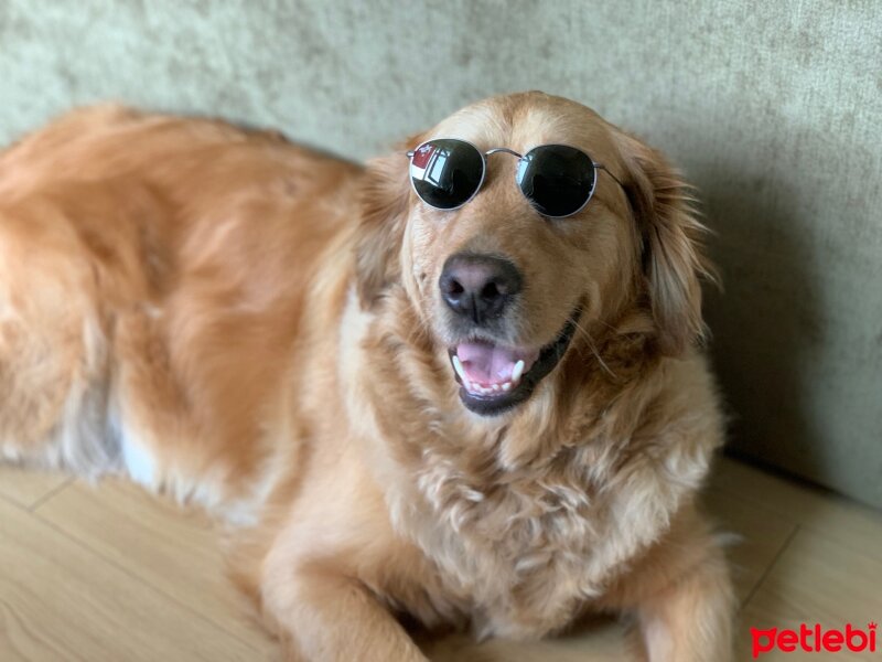 Golden Retriever, Köpek  Oscar fotoğrafı