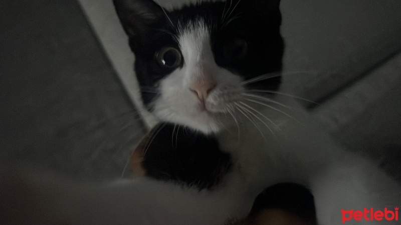 Tekir Kedi, Kedi  Albay fotoğrafı