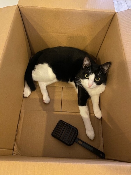 Tekir Kedi, Kedi  Albay fotoğrafı
