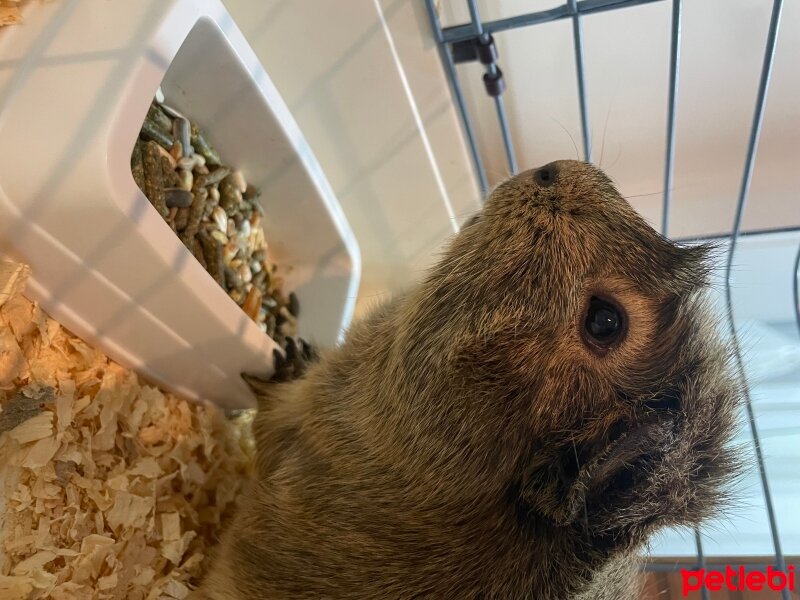 Guinea Pig, Kemirgen  Piko fotoğrafı