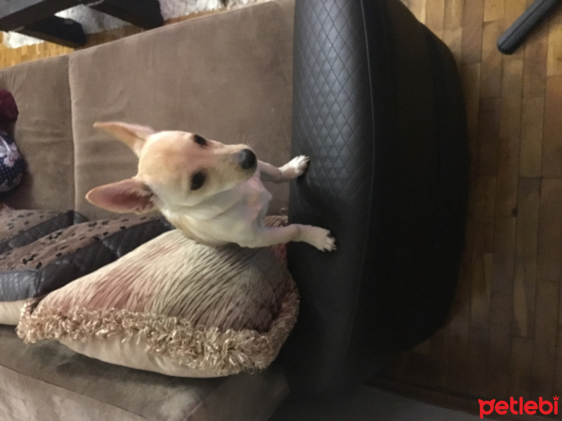Chihuahua, Köpek  Çakır fotoğrafı