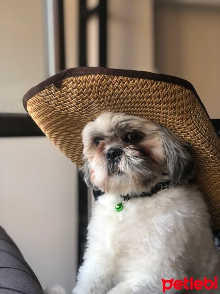 Shih Tzu, Köpek  Karpuz fotoğrafı