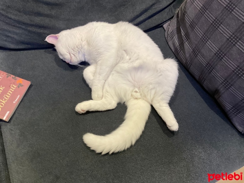 British Shorthair, Kedi  Chanel Marteau fotoğrafı