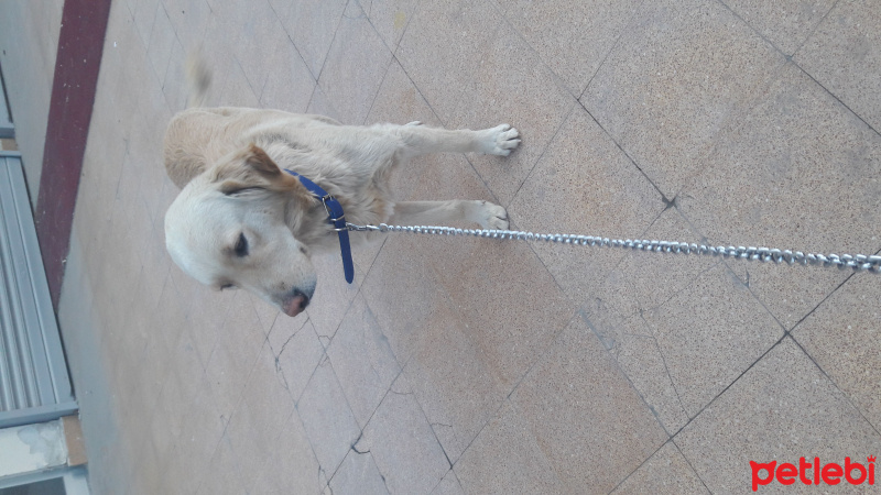 Golden Retriever, Köpek  Golden fotoğrafı