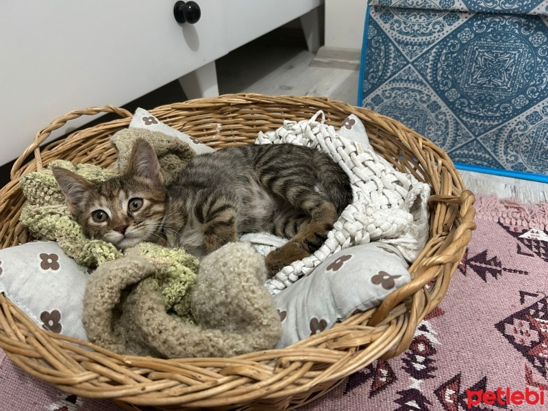 Tekir Kedi, Kedi  Lokma yuva arıyor fotoğrafı