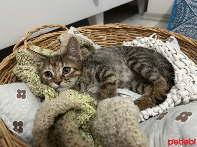 Tekir Kedi, Kedi  Lokma yuva arıyor fotoğrafı