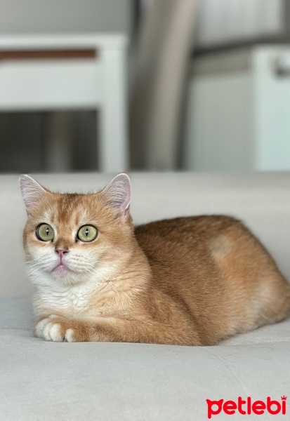 British Shorthair, Kedi  Bella fotoğrafı