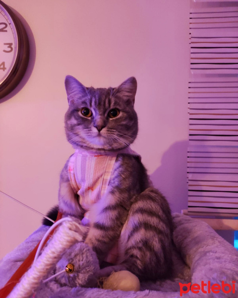 British Shorthair, Kedi  Totoro fotoğrafı
