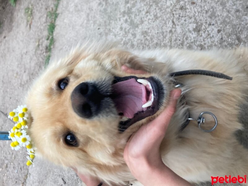 Golden Retriever, Köpek  Jesse fotoğrafı