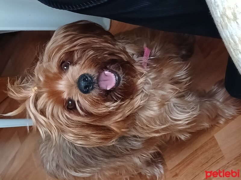 Yorkshire Terrier, Köpek  Cinq fotoğrafı