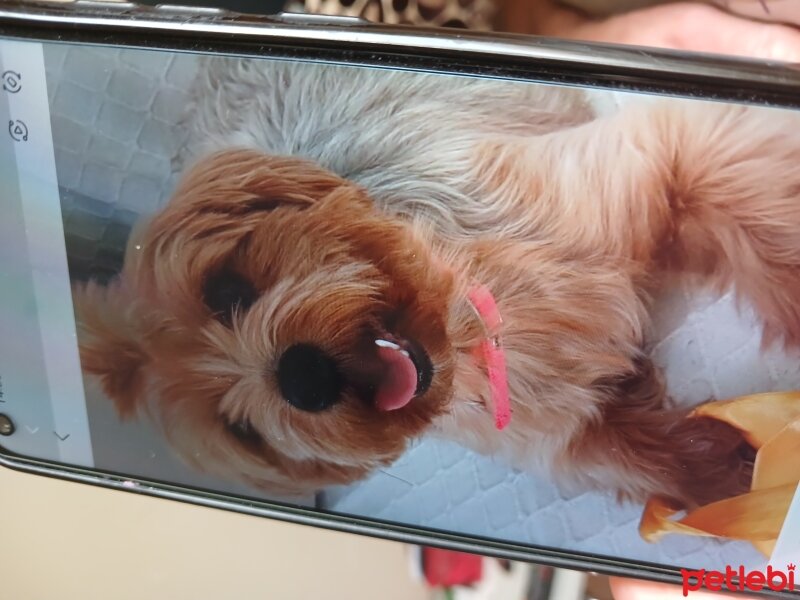 Yorkshire Terrier, Köpek  Cinq fotoğrafı