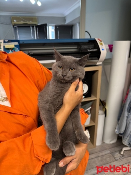 British Shorthair, Kedi  Sacit fotoğrafı