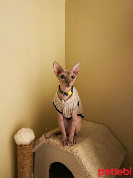 Sphynx, Kedi  Dobby fotoğrafı