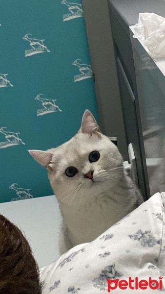 British Shorthair, Kedi  Paşa fotoğrafı
